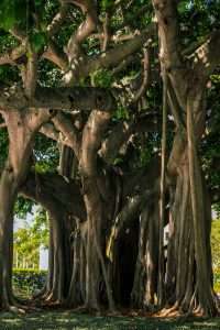 Read more about the article Pine Ridge Estates