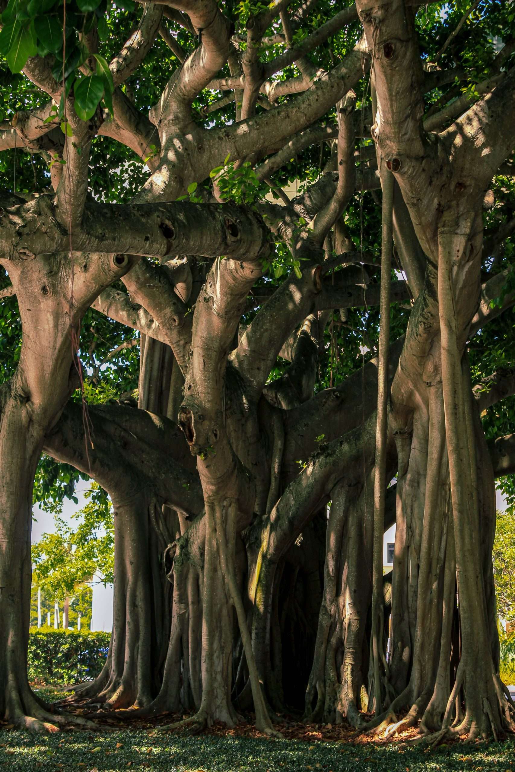 Read more about the article Pine Ridge Estates