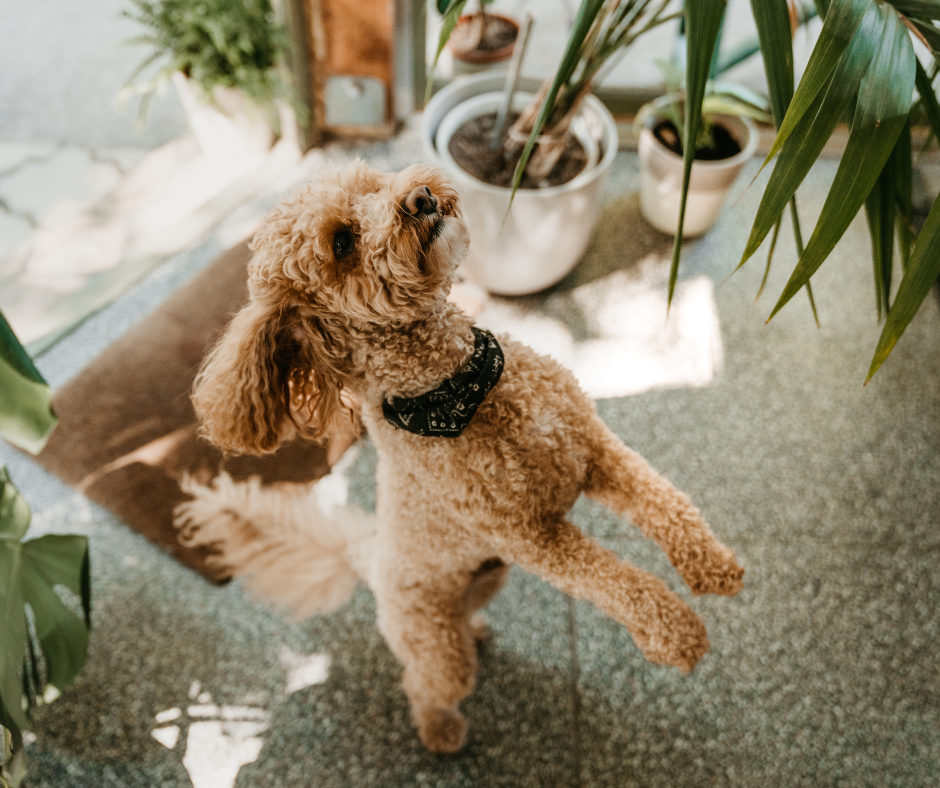 Read more about the article Naples, Florida – A Top City to Visit with Your Canine